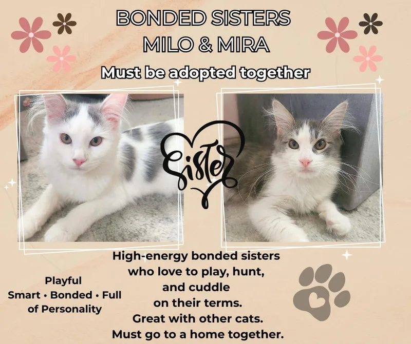 A young medium-sized female Tabby (Gray / Blue / Silver) Domestic Long Hair cat named Milo And Mira for adoption in Price, UT