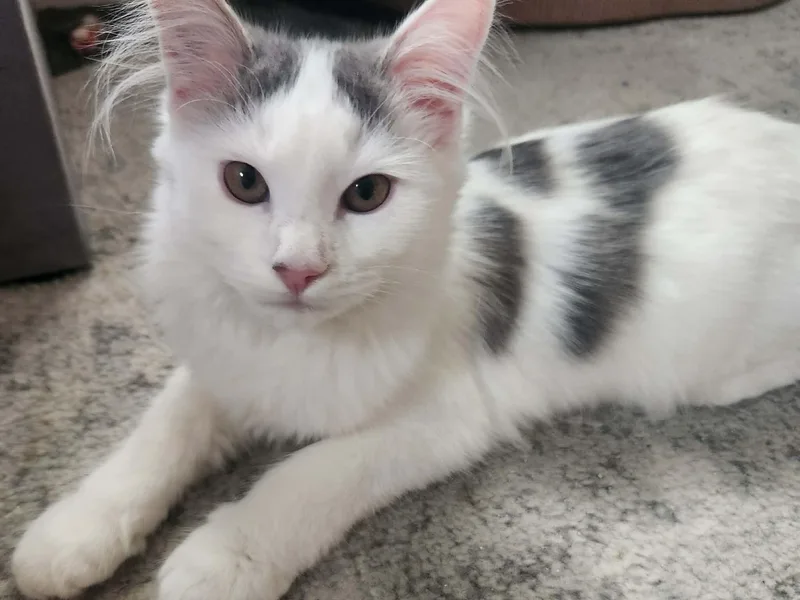 Milo And Mira thumbnail 2