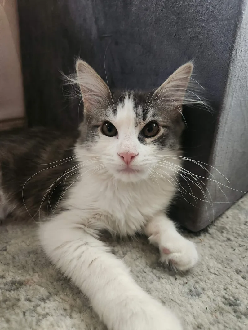 Milo And Mira thumbnail 3