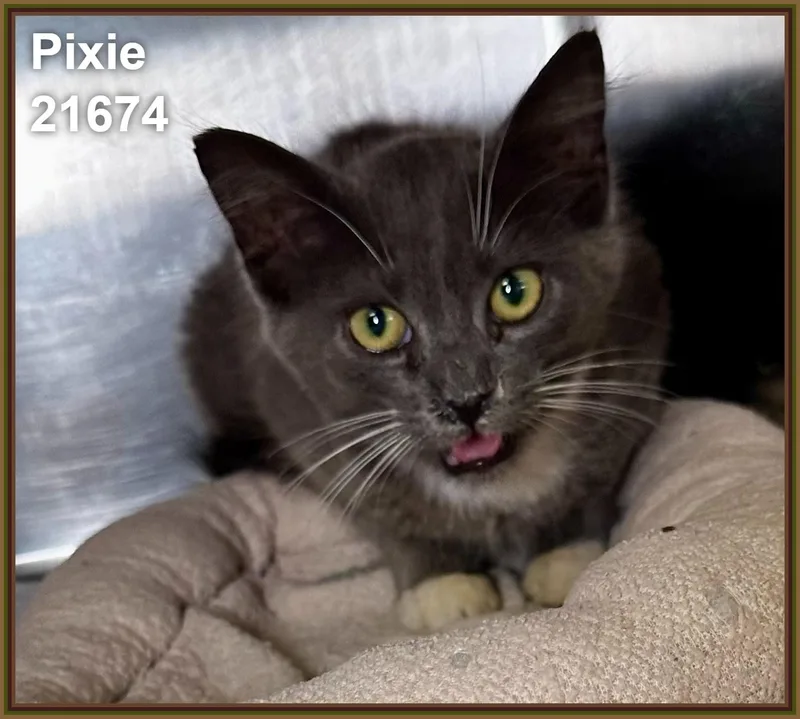 A baby medium-sized female Gray & White Domestic Short Hair cat named Pixie for adoption in Marietta, GA