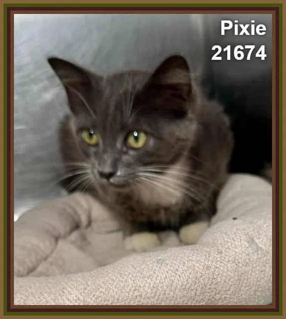 Pixie thumbnail 3
