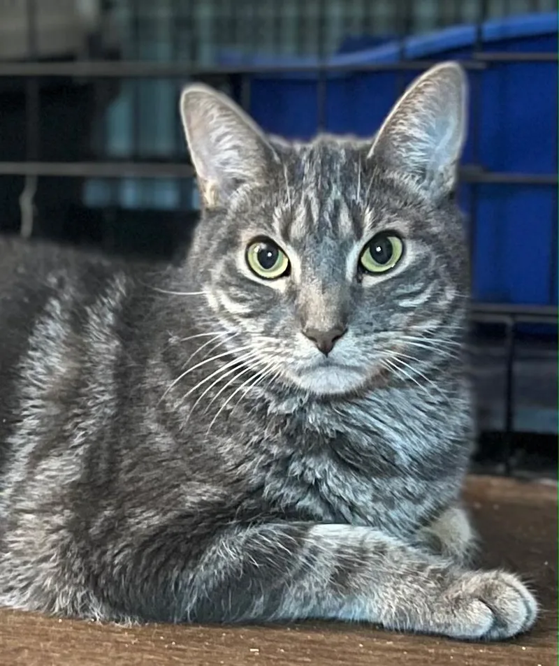 An adult large-sized male Gray / Blue / Silver Domestic Short Hair cat named Taylor for adoption in Staten Island, NY
