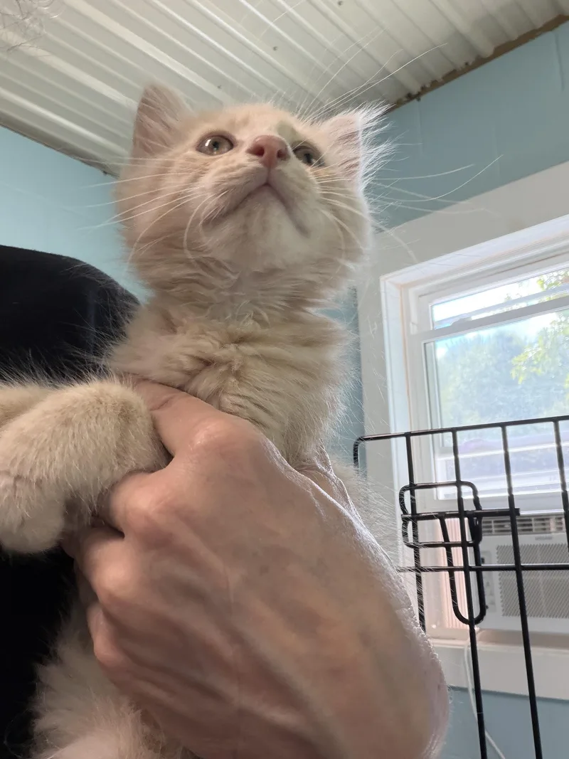 Oliver thumbnail 2