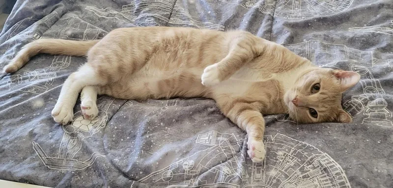 A young medium-sized male Tabby (Orange / Red) Tabby cat named Bob for adoption in Mission Viejo, CA