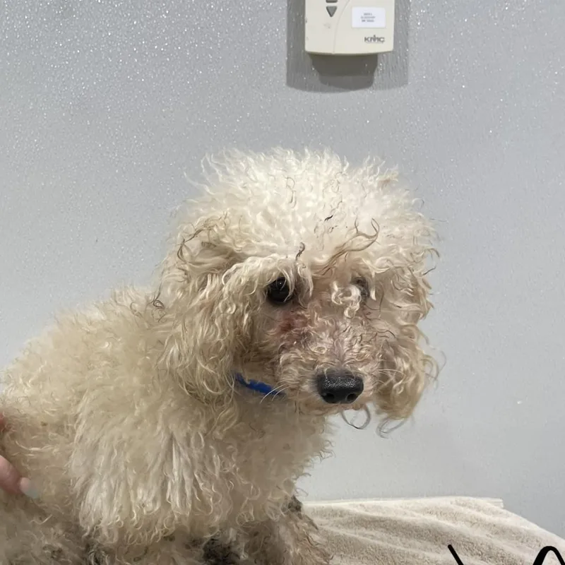 An adult small-sized male White / Cream Poodle dog named Josh for adoption in Tampa, FL