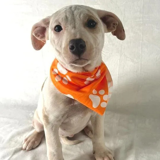 Kingsley thumbnail 2