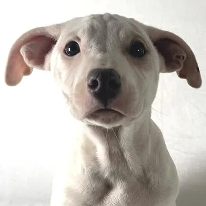 Kingsley thumbnail 3