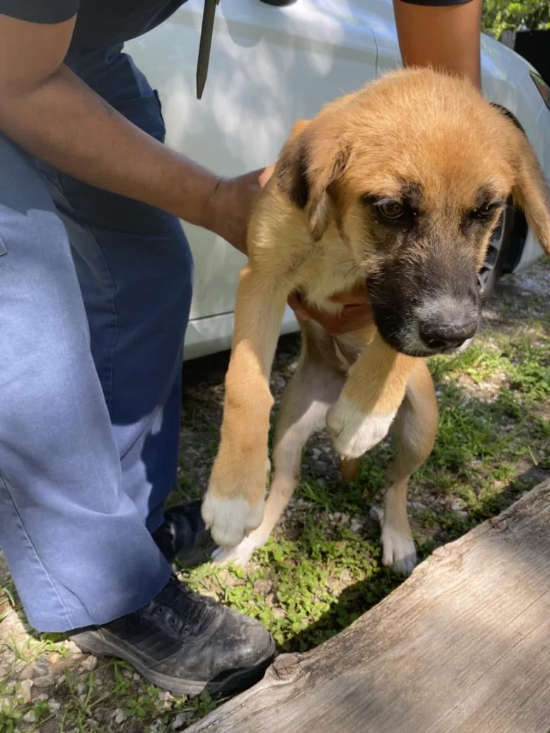 A baby small-sized male Mixed Breed dog named Cowboy for adoption in Dallas, TX