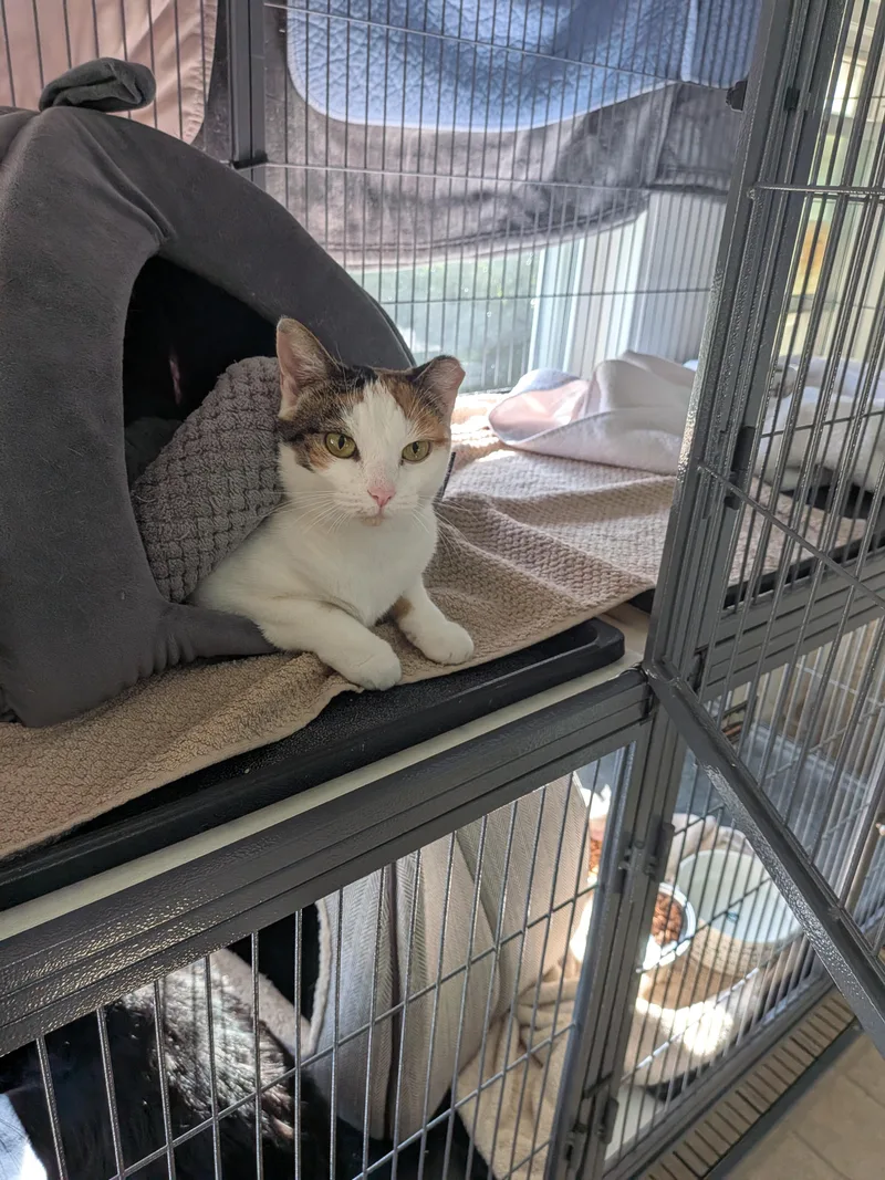 An adult medium-sized female Domestic Short Hair cat named Kurt for adoption in Melbourne, FL