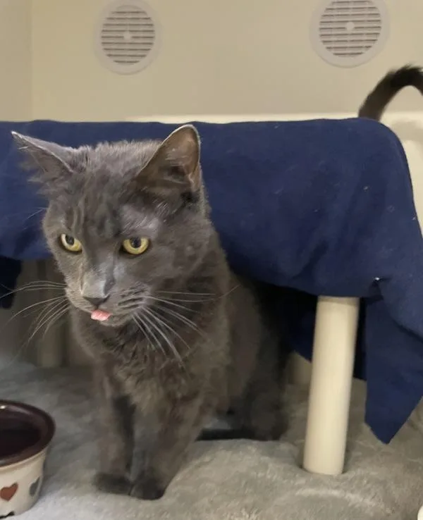 A senior medium-sized male Domestic Long Hair cat named Henry for adoption in Oceanside, CA