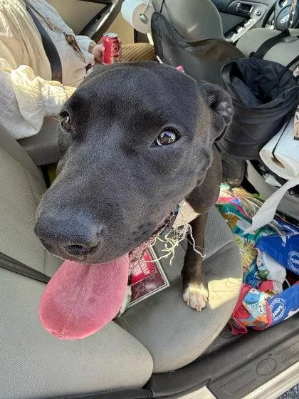 A young large-sized male Mixed Breed dog named Nathaniel for adoption in Chamblee, GA