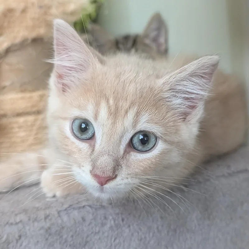 A baby small-sized male Buff / Tan / Fawn Domestic Short Hair cat named Creamsicle in Frederick for adoption in Alexandria, VA