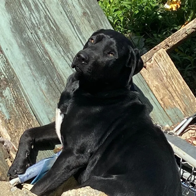 An adult small-sized male Black Labrador Retriever dog named Oliver for adoption in Rossville, GA