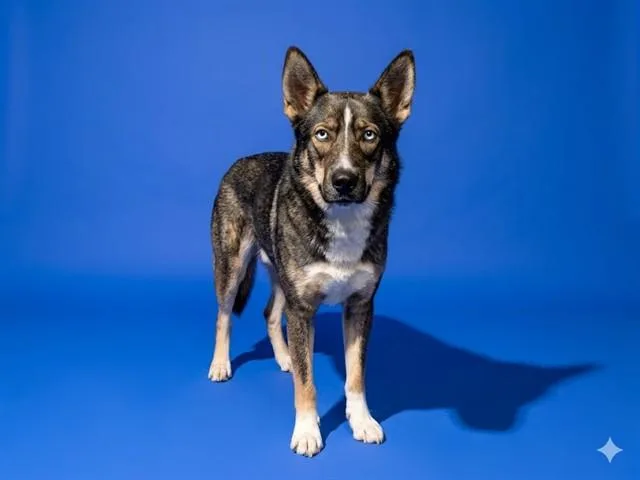 An adult large-sized female Mixed Breed dog named Mission Hope for adoption in Jacksonville, FL