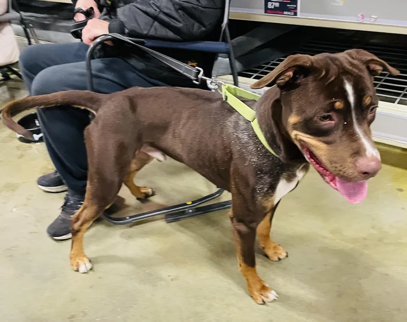 A young medium-sized male Brown / Chocolate Doberman Pinscher dog named Groot for adoption in Warren, NJ