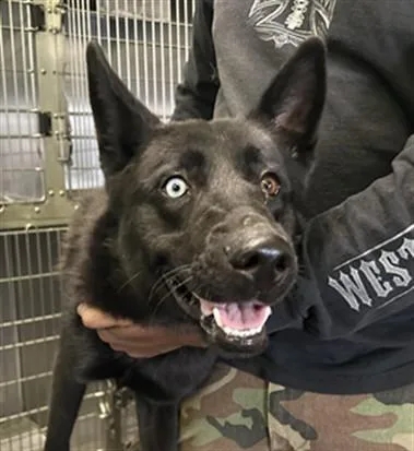 A young medium-sized female German Shepherd Dog dog named Misty for adoption in Los Angeles, CA