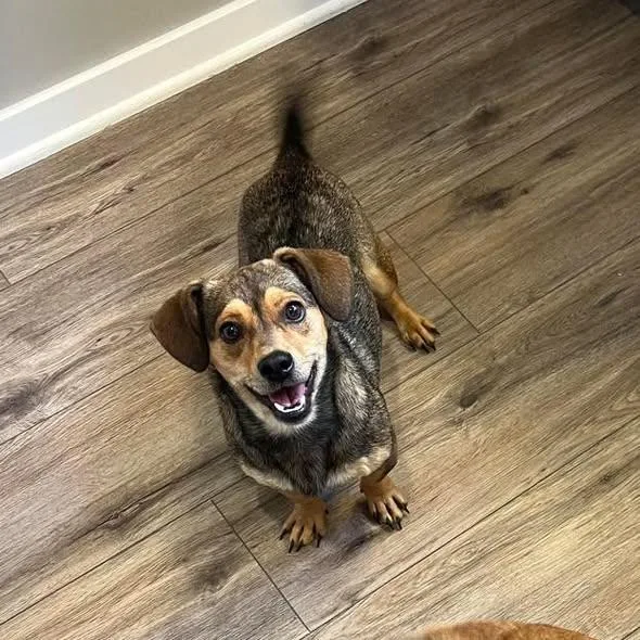 Thumbelina thumbnail 2