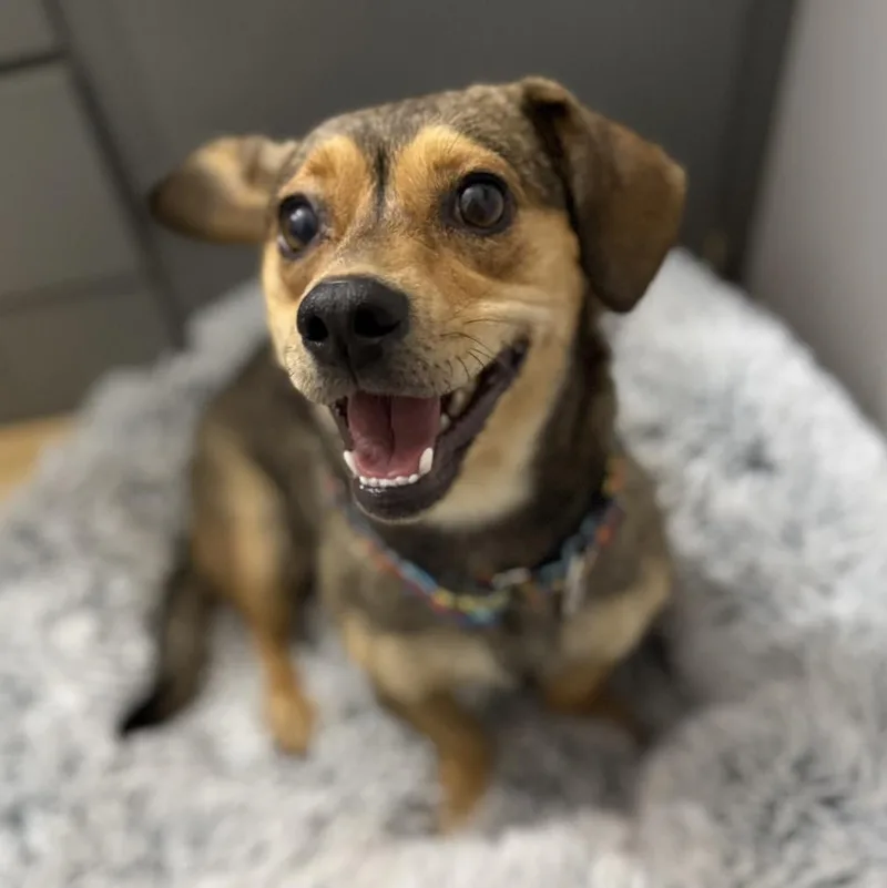 Thumbelina thumbnail 3