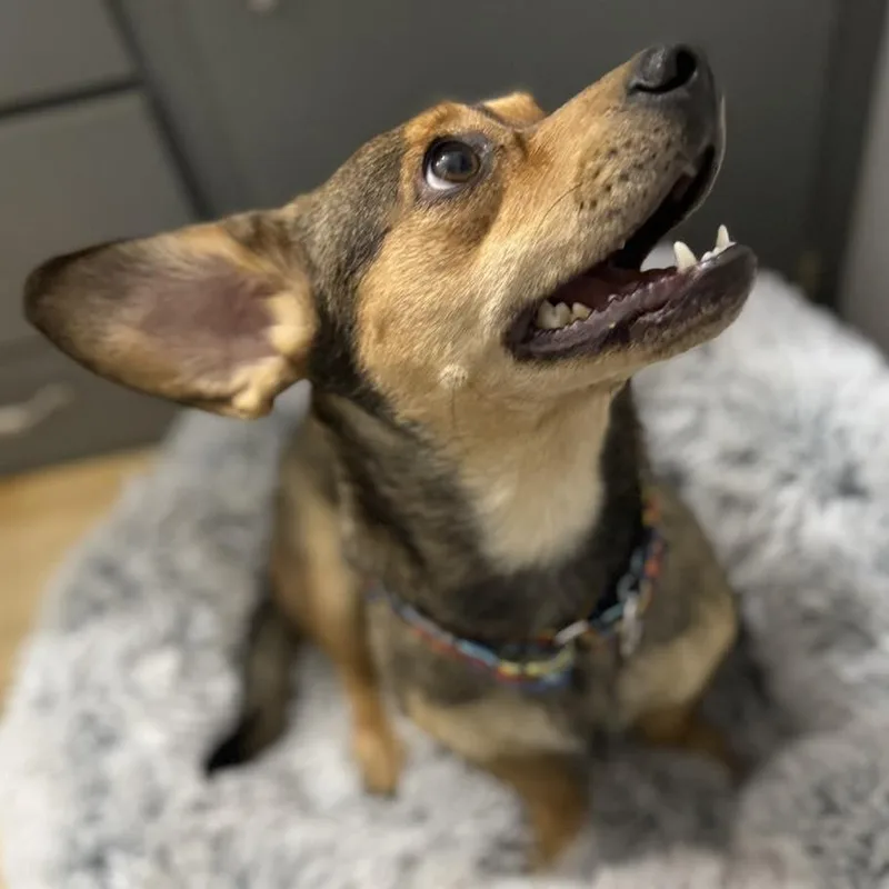 Thumbelina thumbnail 4