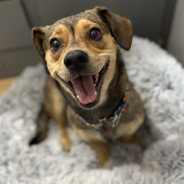 Thumbelina thumbnail 5