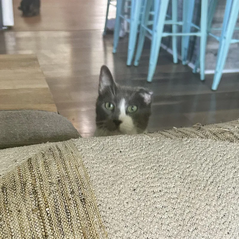 Crunchwrap thumbnail 2