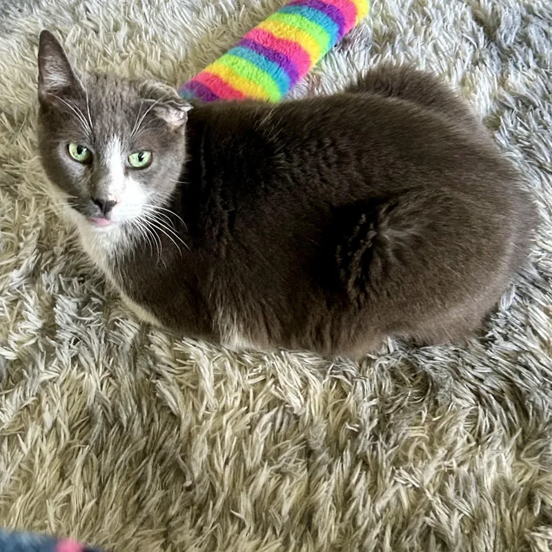 Crunchwrap thumbnail 4