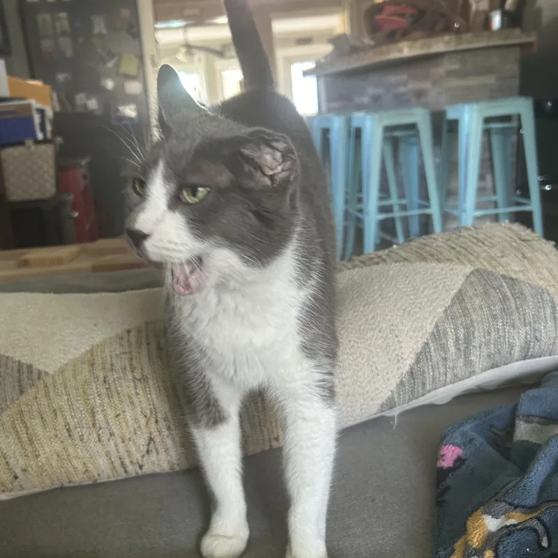 Crunchwrap thumbnail 5