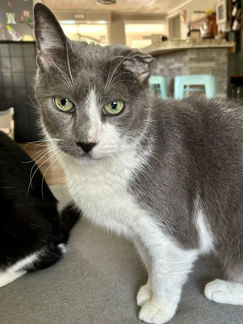 A senior large-sized male Gray & White Domestic Short Hair cat named Crunchwrap for adoption in Bellmawr, NJ