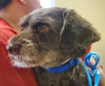 A senior small-sized female Havanese dog named Gem for adoption in Kansas City, MO