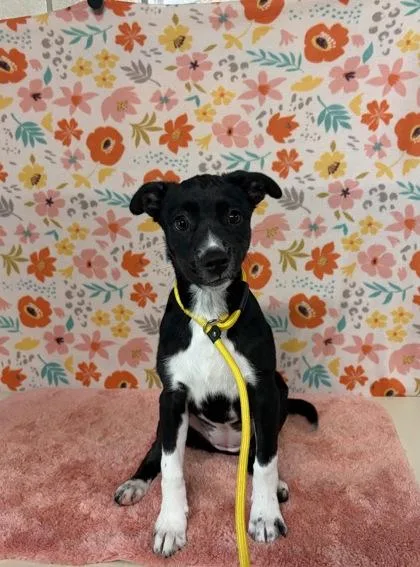 A baby large-sized female Labrador Retriever dog named Rosemary for adoption in Houston, TX