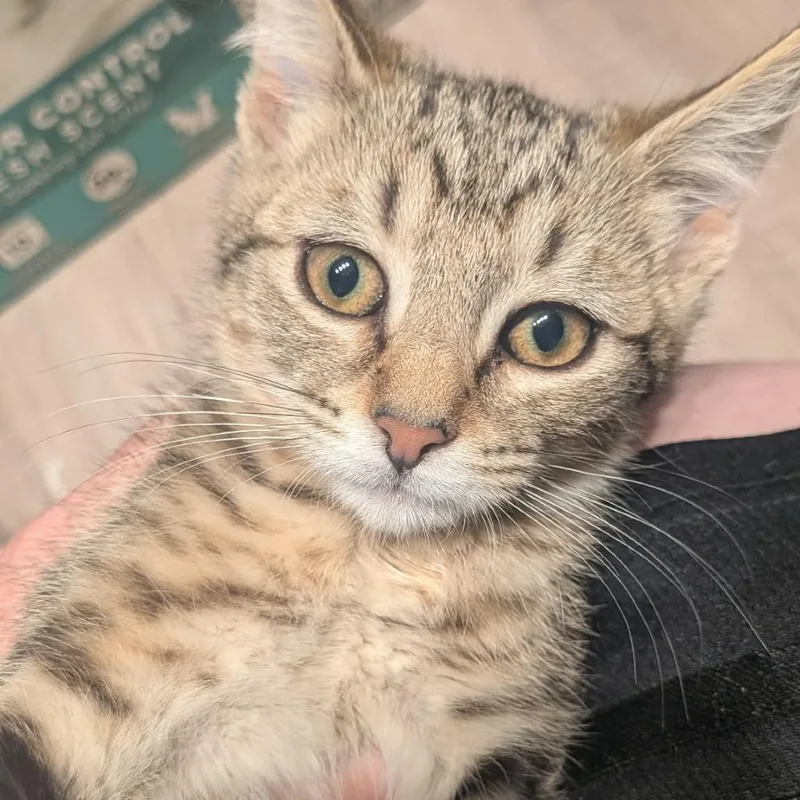 A baby small-sized female Brown / Chocolate Domestic Short Hair cat named Millisant Lafeen for adoption in Eagle Mountain, UT