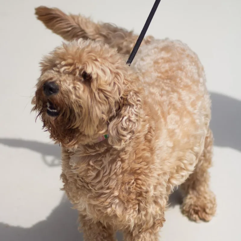 An adult medium-sized female Goldendoodle dog named Maggie Rae for adoption in Cumming, GA