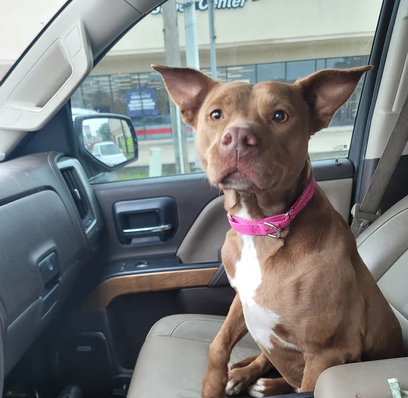 An adult medium-sized female Golden American Staffordshire Terrier dog named Amber for adoption in Magnolia, TX