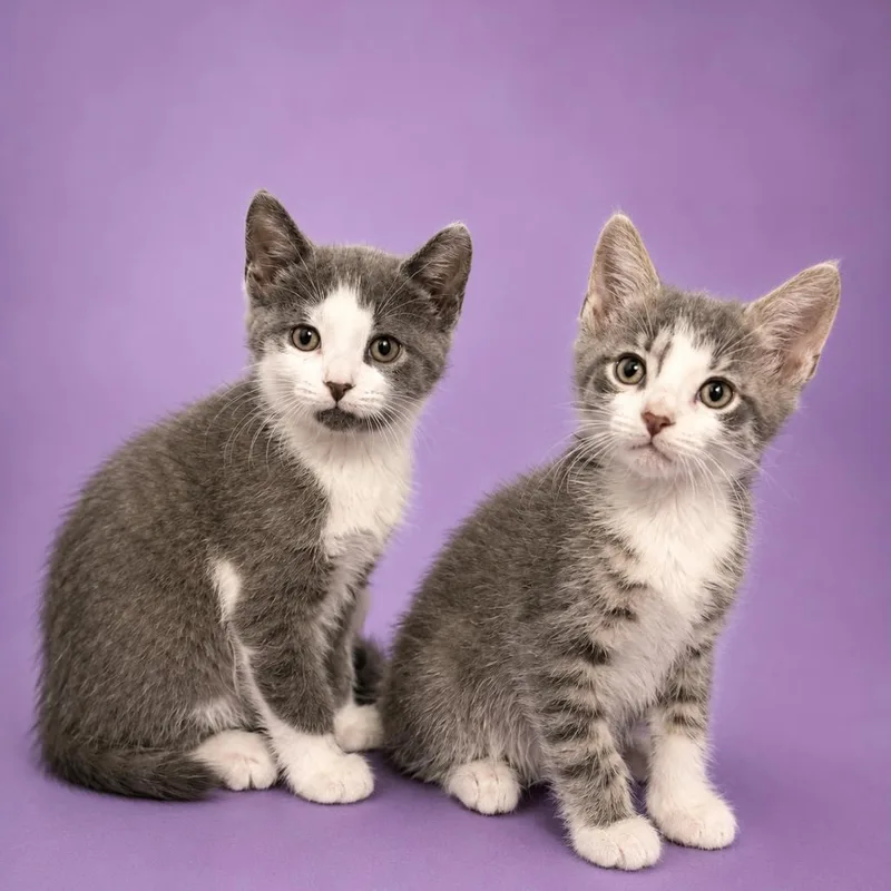 A baby small-sized female Gray / Blue / Silver Domestic Short Hair cat named Strontium for adoption in Binghamton, NY