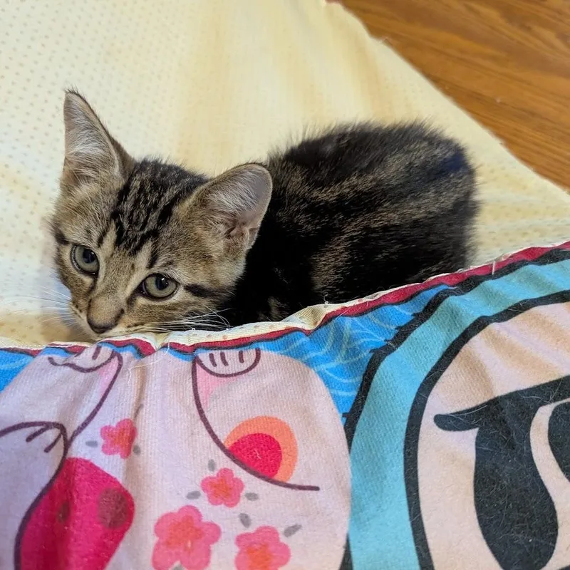 A baby small-sized male Tabby (Brown / Chocolate) Domestic Medium Hair cat named Obsidian for adoption in Liverpool, TX