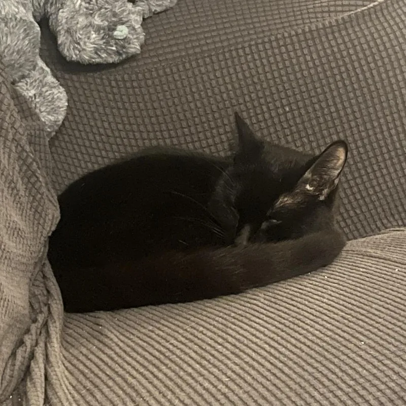 A young medium-sized male Black Domestic Short Hair cat named Salem for adoption in Springfield, MA