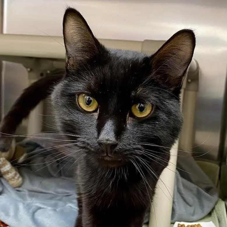 Salem thumbnail 2