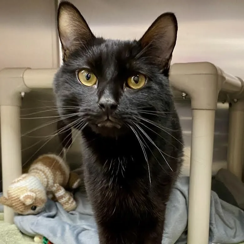 Salem thumbnail 3