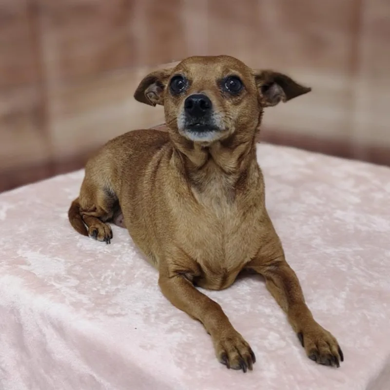 A senior small-sized female Apricot / Beige Chihuahua dog named Daisy for adoption in Griswold, CT