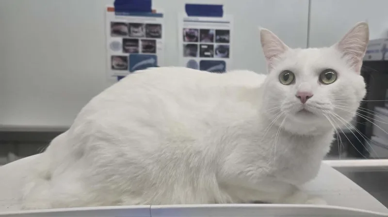 A young large-sized female Domestic Short Hair cat named Twig for adoption in Hillsdale, IN