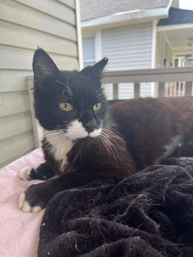 An adult medium-sized female Black & White / Tuxedo Domestic Short Hair cat named Lucy aka Dolly Pawton for adoption in Kannapolis, NC