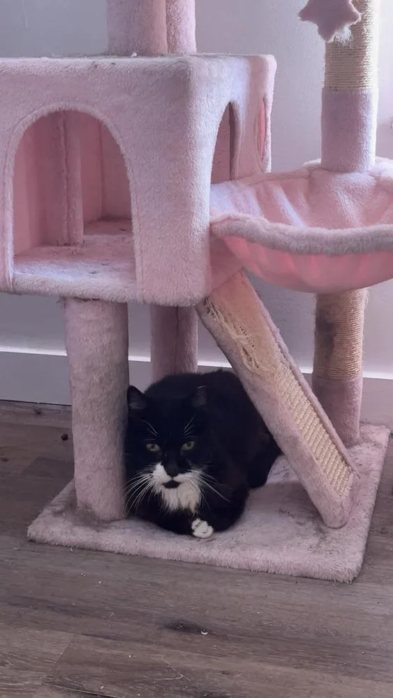 Lucy aka Dolly Pawton thumbnail 3