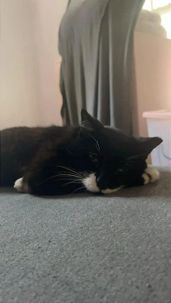 Lucy aka Dolly Pawton thumbnail 4