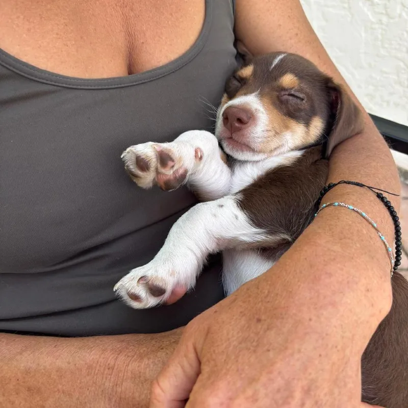 A young small-sized male Brown / Chocolate Beagle dog named Remi for adoption in San Diego, CA