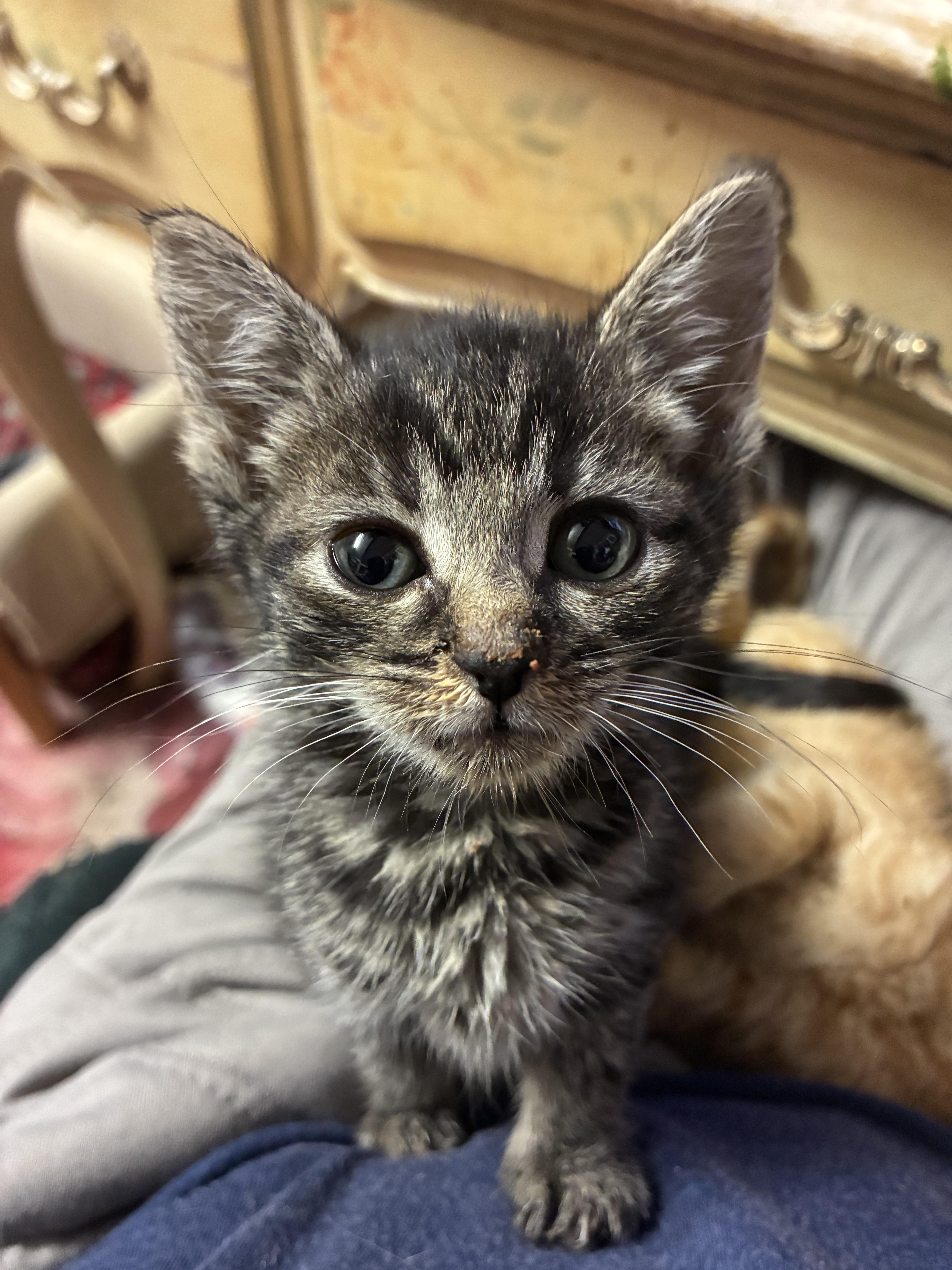 A baby small-sized female Tabby (Brown / Chocolate) Domestic Short Hair cat named Chrissy for adoption in Bayonne, NJ