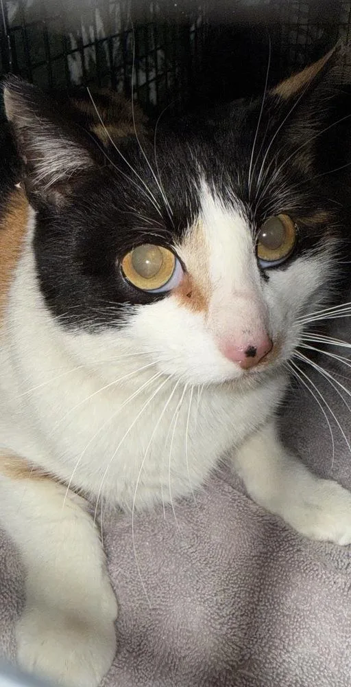 Bellini Oz thumbnail 2