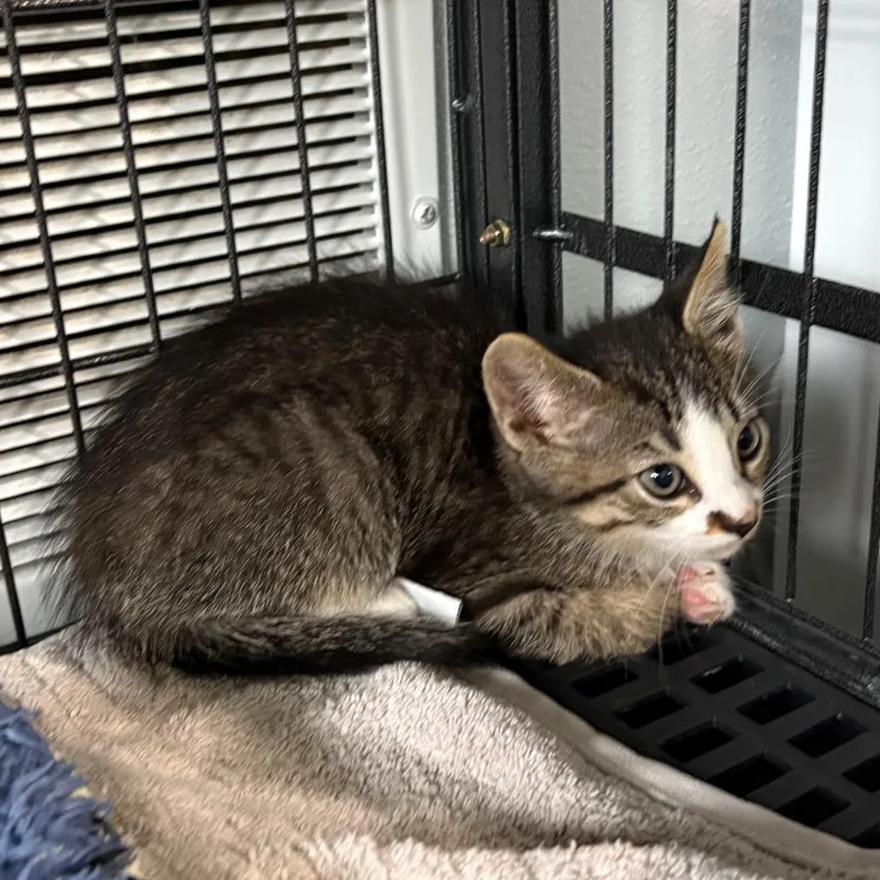 A young medium-sized male Domestic Short Hair cat named Darrin for adoption in Crookston, MN