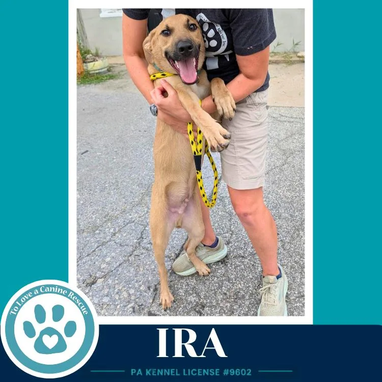 A young medium-sized male Shepherd dog named Ira for adoption in Kimberton, PA