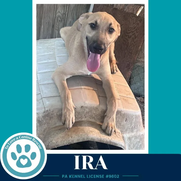 Ira thumbnail 2