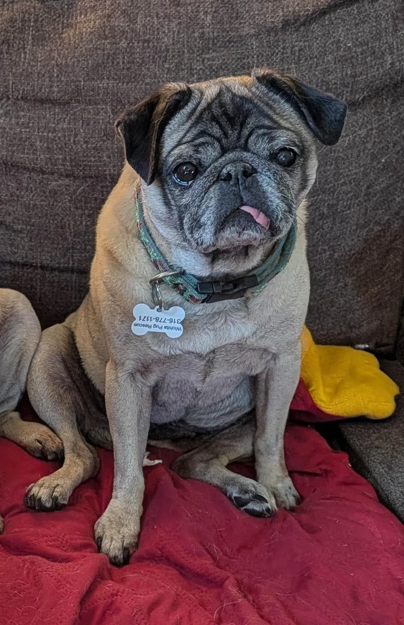 A senior small-sized female Apricot / Beige Pug dog named Rory for adoption in Benton, KS